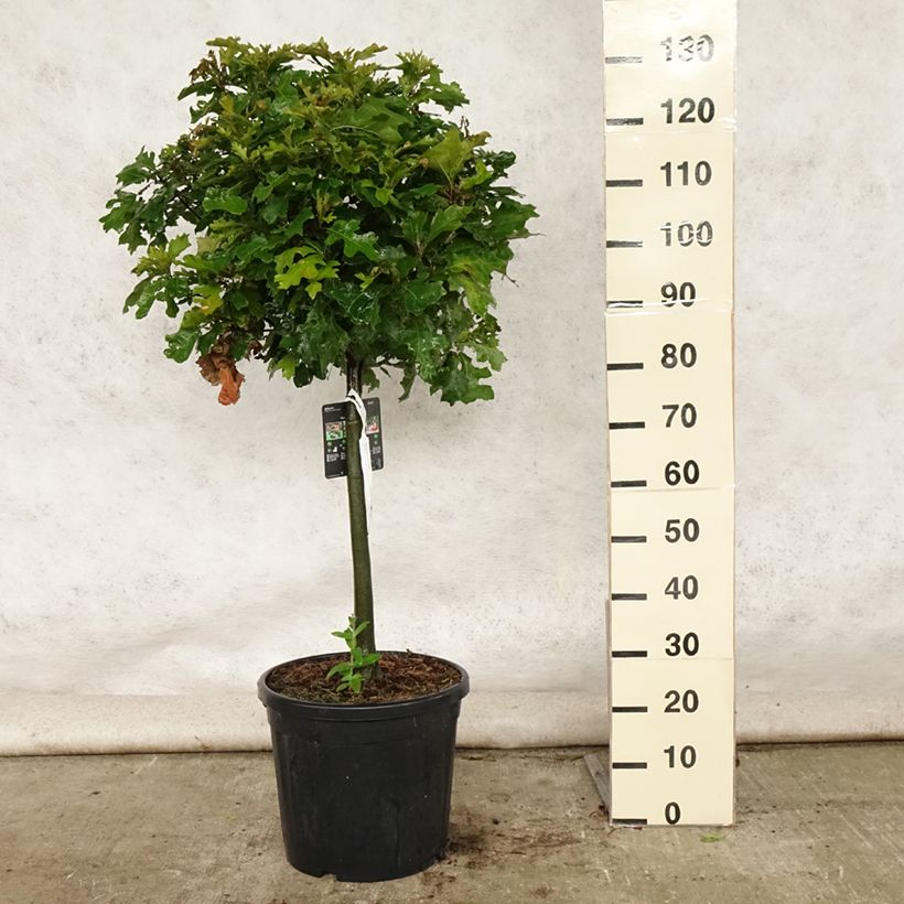 Esemplare di Quercus palustris Green Dwarf - Quercia palustre Vaso da 18L/20L consegnato in estate
