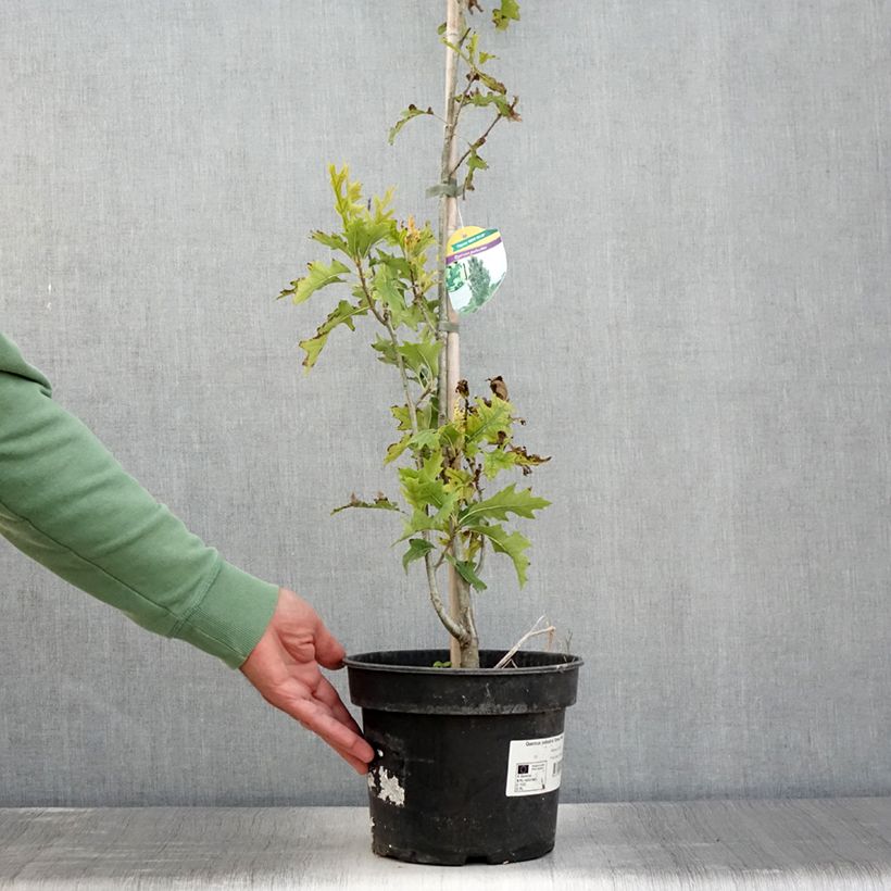 Esemplare di Quercus palustris Green Pillar 'Pringreen - Quercia palustre Vaso da 4L/5L consegnato in estate