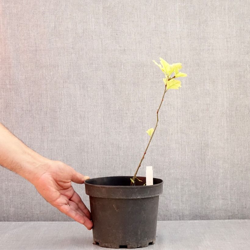 Esemplare di Quercus palustris - Quercia palustre Vaso da 3L/4L consegnato in estate