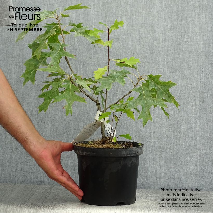 Esemplare di Quercus coccinea Splendens - Quercia scarlatta Vaso da 4L/5L consegnato in estate