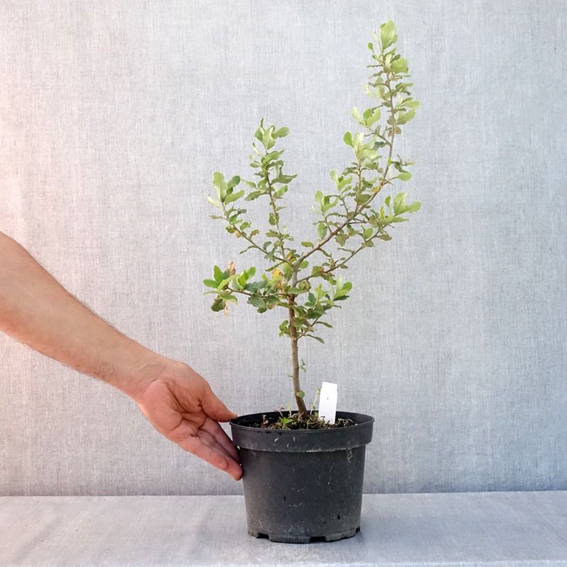 Esemplare di Quercus suber - Quercia da sughero Vaso da 3L/4L consegnato in estate
