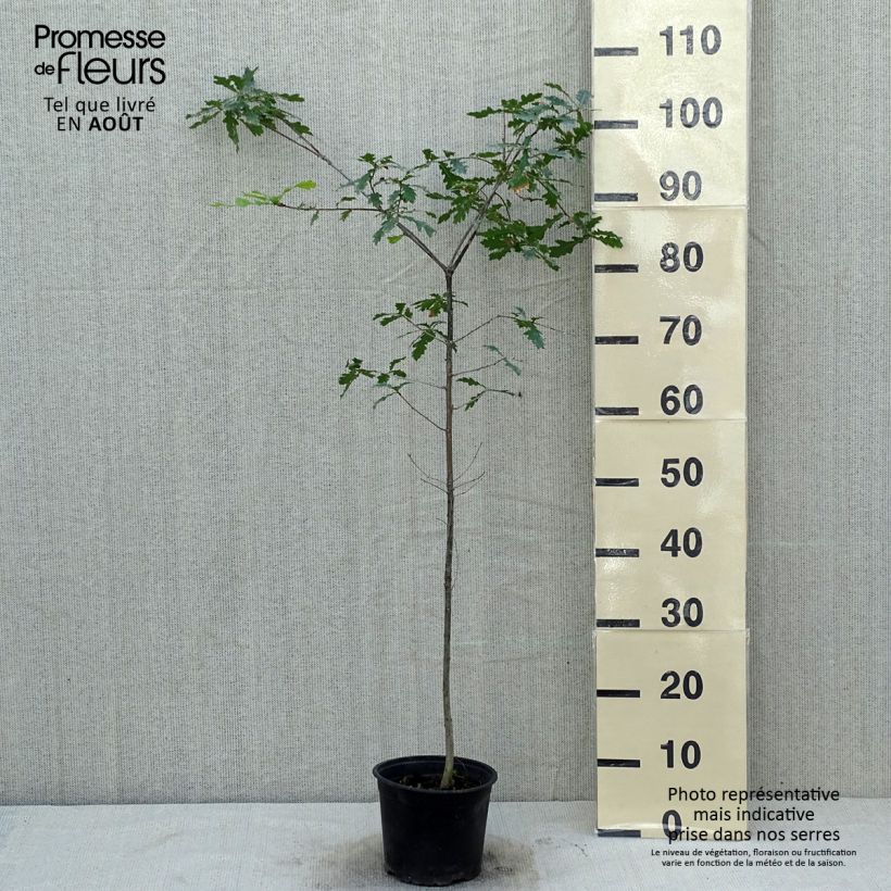Esemplare di Quercus robur - Farnia Vaso da 2L/3L consegnato in estate