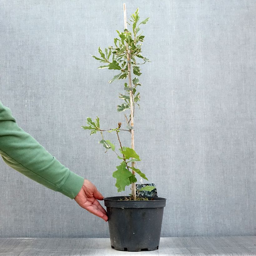 Esemplare di Quercus robur Argenteomarginata - Farnia Vaso da 4L/5L consegnato in estate