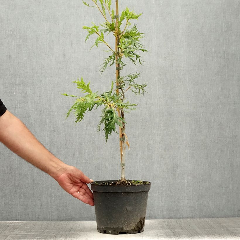 Esemplare di Quercus robur Miky - Farnia Vaso da 4L/5L consegnato in estate