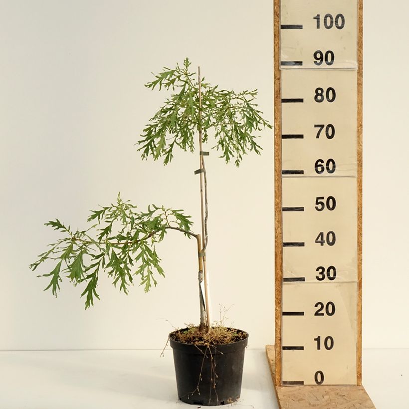 Esemplare di Quercus robur Posnania - Farnia Vaso da 4L/5L consegnato in estate
