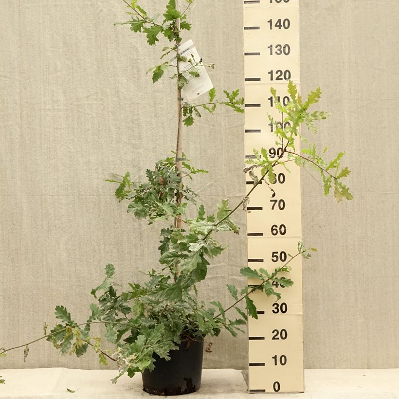 Esemplare di Quercus robur - Farnia Vaso da 7,5L/10L consegnato in estate