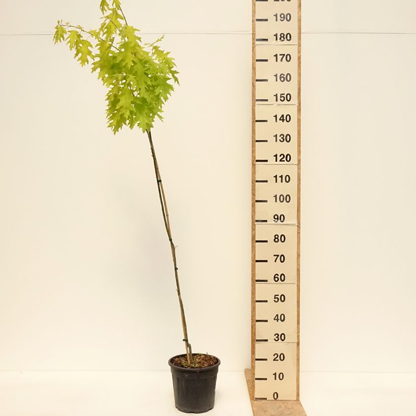 Quercus rubra Boltes Gold - Quercia rossa Vaso da 7,5L/10L esemplare consegnato in primavera