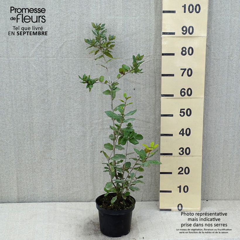 Esemplare di Quercus ilex - Quercia leccio Vaso da 3L/4L consegnato in estate