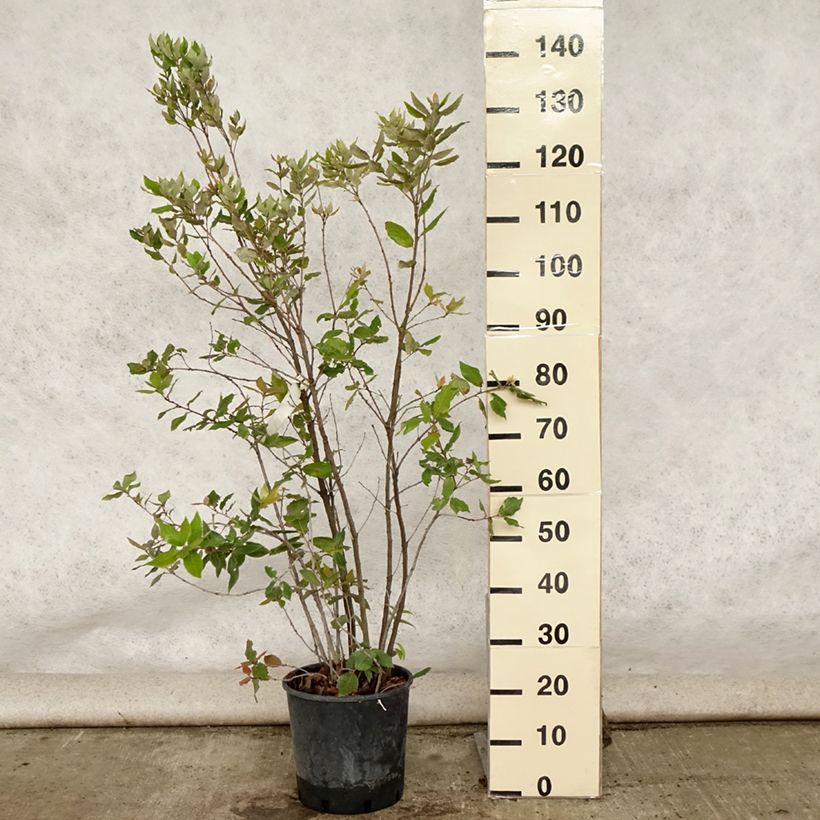 Esemplare di Quercus ilex - Quercia leccio Vaso da 6L/7L consegnato in estate