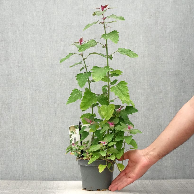 Esemplare di Chenopodium giganteum - Farinello amaranto Vaso da 1,5L/2L consegnato in estate