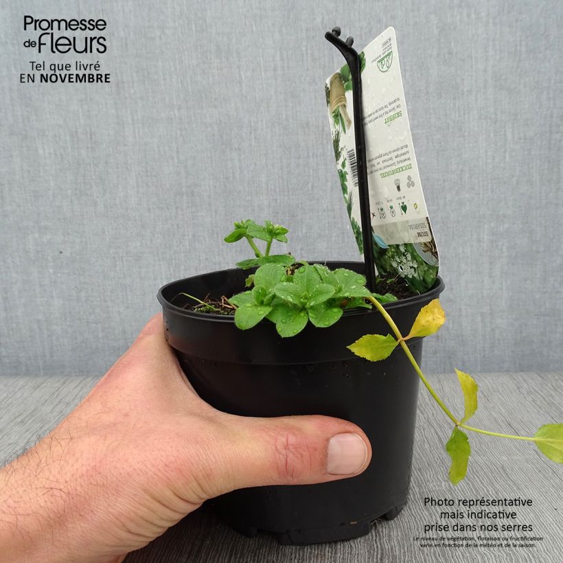 Esemplare di Sium sisarum - Sedanina Vaso da 1,5L/2L come consegnato in autunno