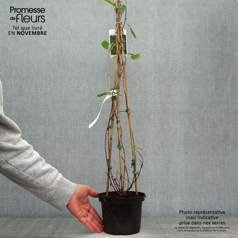 Esemplare di Lonicera periclymenum Belgica Select - Caprifoglio atlantico Vaso da 1,5L/2L come consegnato in autunno