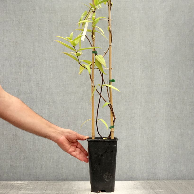 Esemplare di Lonicera henryi - Caprifoglio Vaso da 2L/3L consegnato in estate
