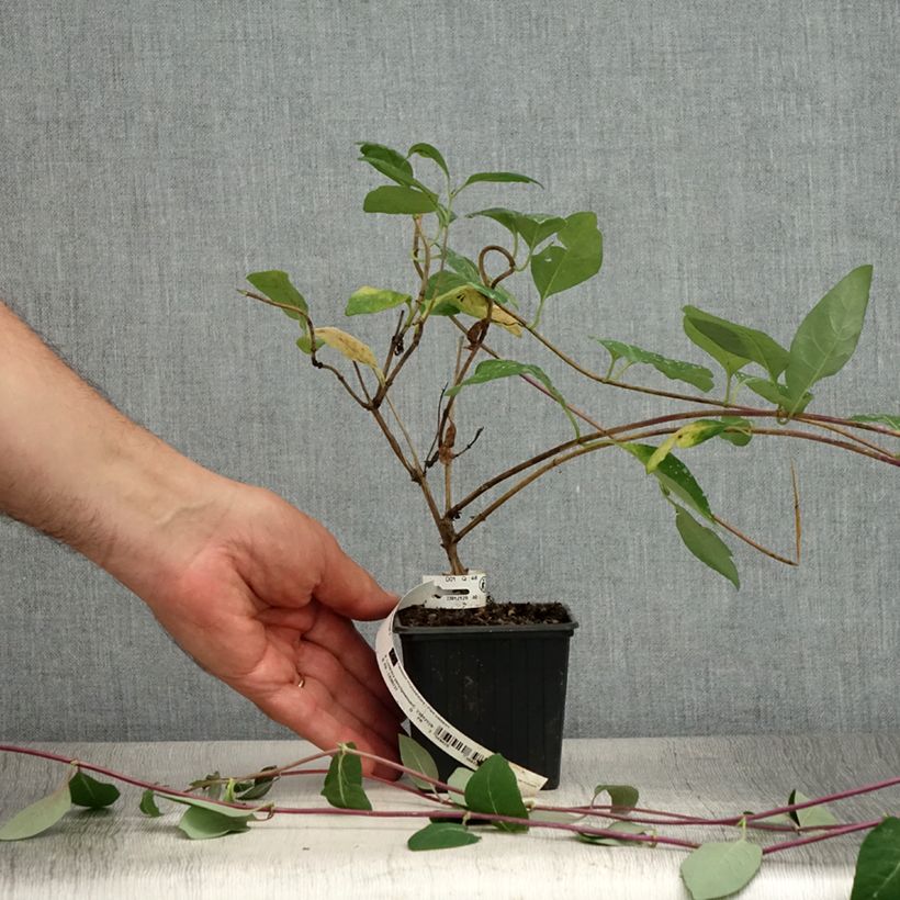 Esemplare di Lonicera periclymenum Serotina - Caprifoglio atlantico Vasetto da 8/9 cm consegnato in estate