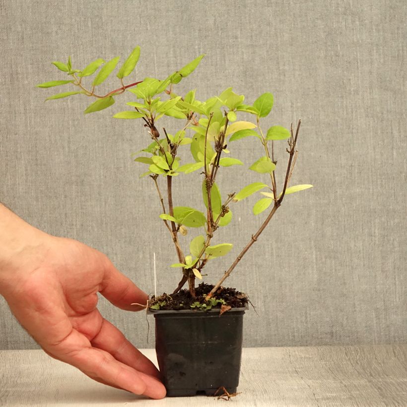 Esemplare di Lonicera japonica Hall's Prolific - Caprifoglio giapponese Vasetto da 8/9 cm consegnato in estate