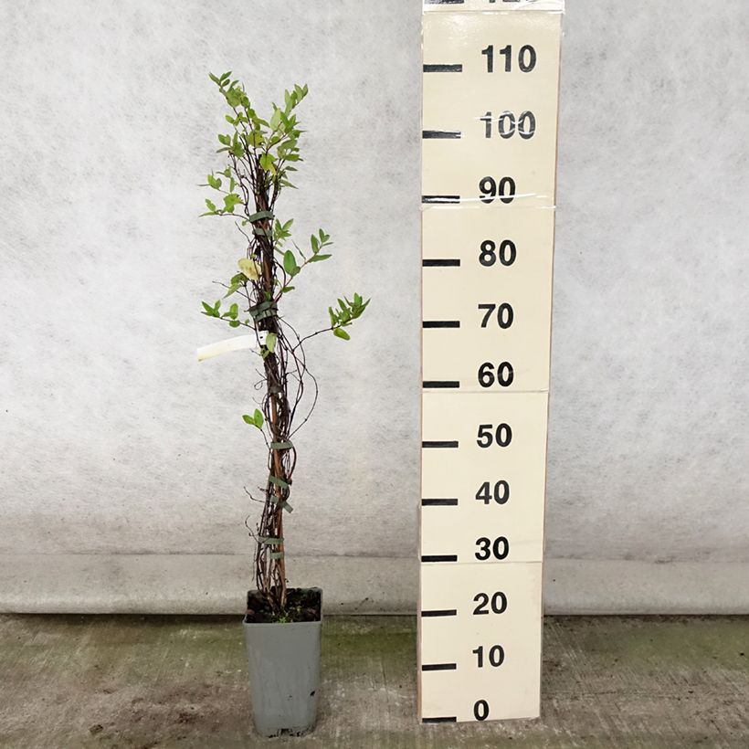 Esemplare di Lonicera japonica Aureoreticulata - Caprifoglio giapponese Vaso da 2L/3L consegnato in estate