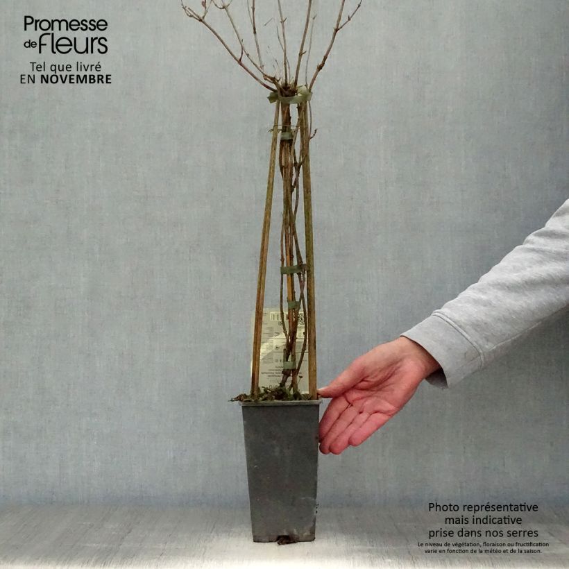 Esemplare di Lonicera periclymenum Belgica - Caprifoglio atlantico Vaso da 1,5L/2L come consegnato in autunno