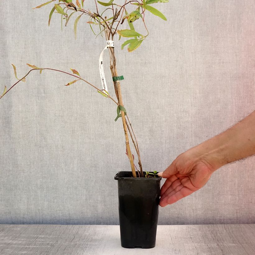 Esemplare di Lonicera sempervirens Cedar Lane - Caprifoglio di Virginia Vaso da 1,5L/2L consegnato in estate