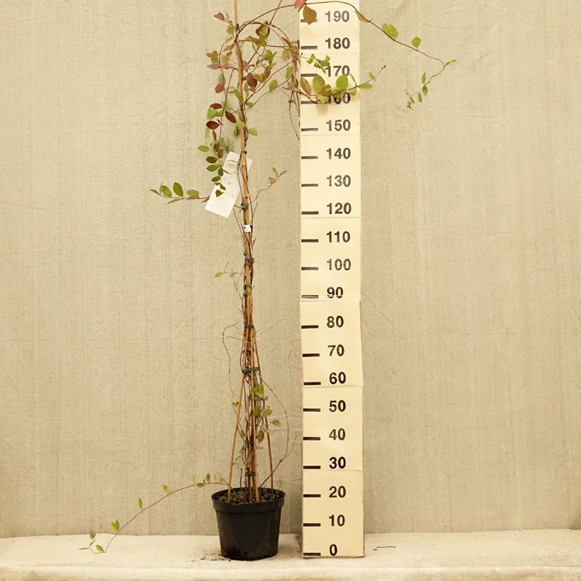Esemplare di Lonicera heckrottii - Caprifoglio heckrottii Vaso da 3L/4L consegnato in estate