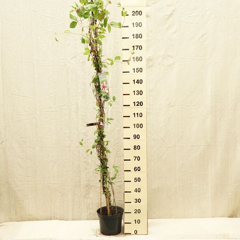 Lonicera heckrottii - Caprifoglio heckrottii Vaso da 7,5L/10LAltezza consegnata circa 150/200cm esemplare consegnato in primavera