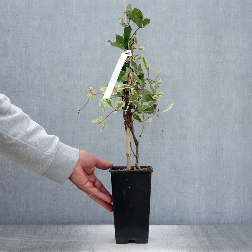 Esemplare di Lonicera caprifolium var. Italica Harlequin - Caprifoglio Vaso da 1,5L/2L consegnato in estate