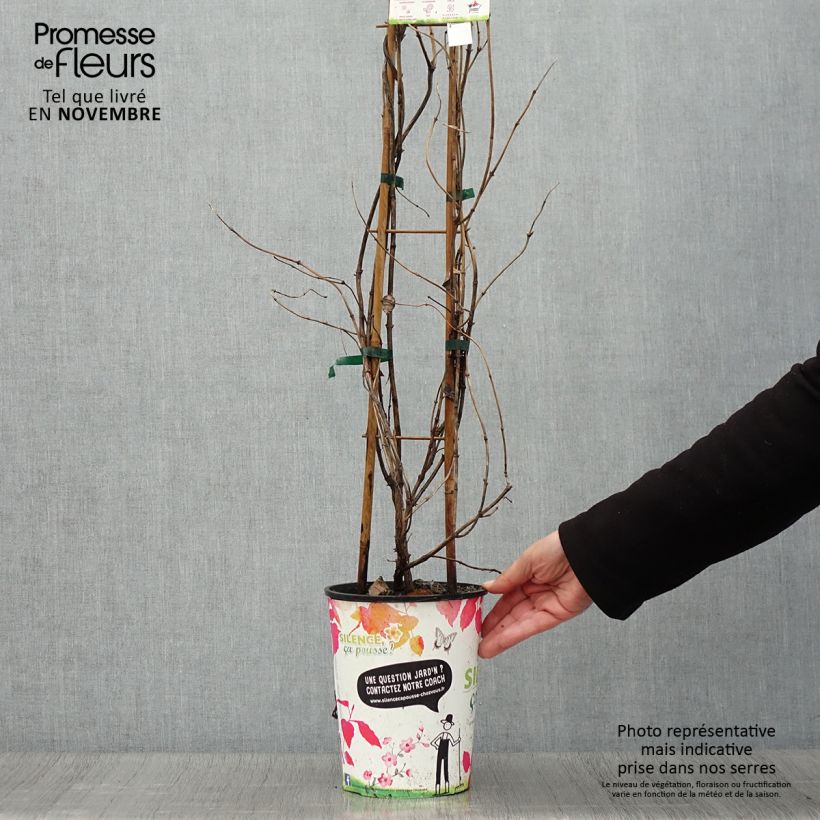 Esemplare di Lonicera brownii Golden Trumpet - Caprifoglio rampicante Vaso da 2L/3L come consegnato in autunno