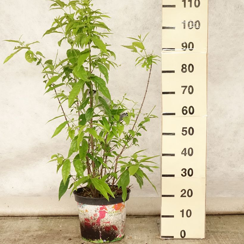 Esemplare di Chimonanthus praecox Grandiflorus - Calicanto d'inverno Vaso da 7,5L/10L consegnato in estate