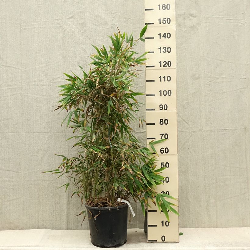 Esemplare di Chimonobambusa tumidissinoda Macrophylla - Bambù Vaso da 12L/15L consegnato in estate