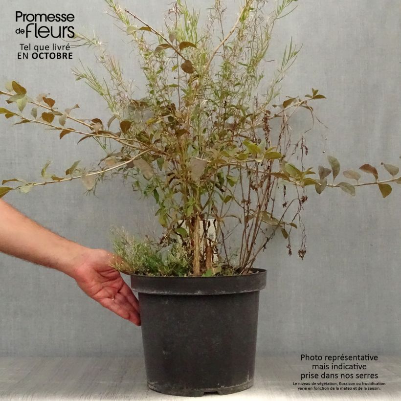 Esemplare di Chionanthus retusus - Albero della neve Vaso da 7,5L/10L come consegnato in autunno