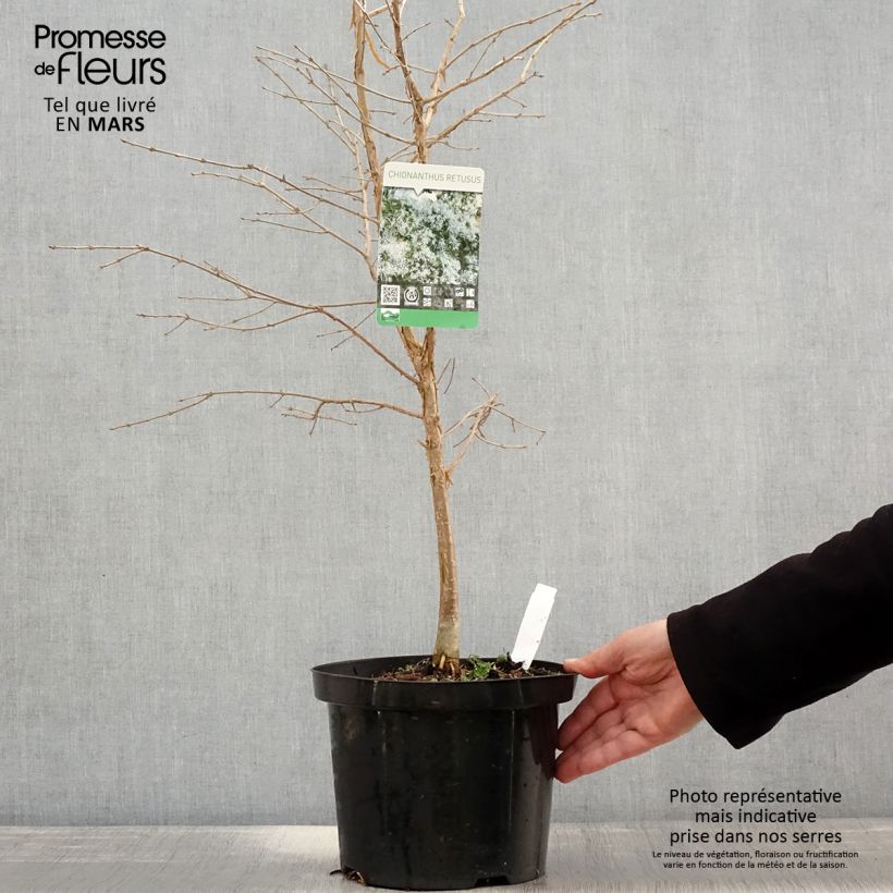 Chionanthus retusus - Albero della neve Vaso da 7,5L/10L esemplare consegnato in primavera