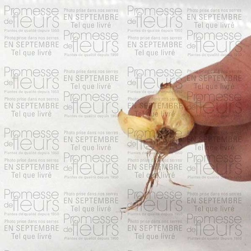 Esempio di esemplare Chionodoxa luciliae - Scilla di Lucile Bulbo taglia 5+ come consegnato