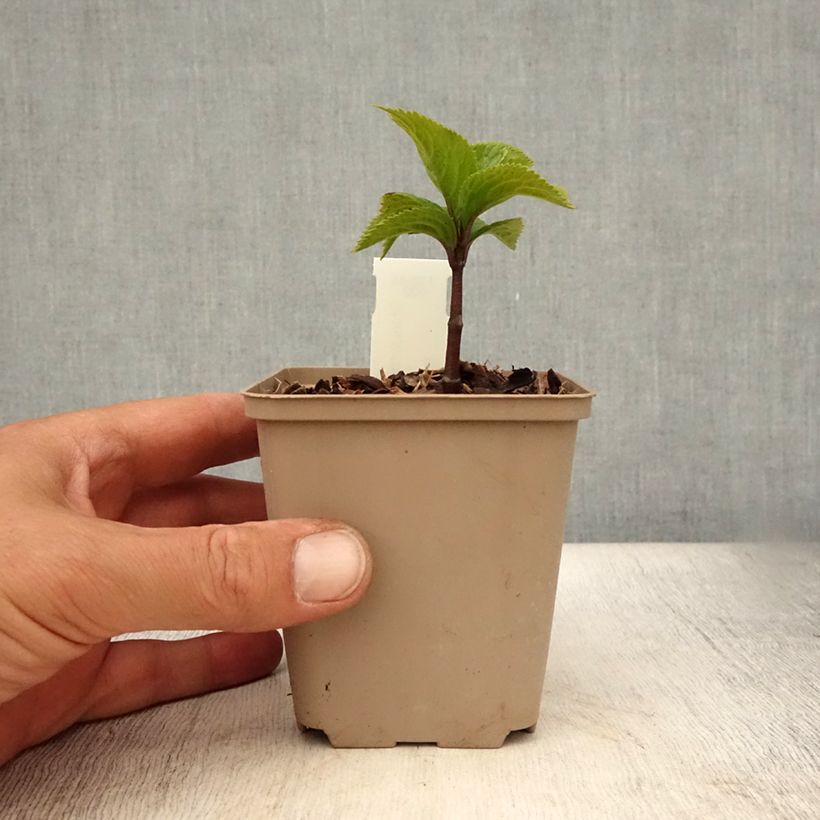 Esemplare di Chloranthus japonicus Vasetto da 8/9 cm consegnato in estate