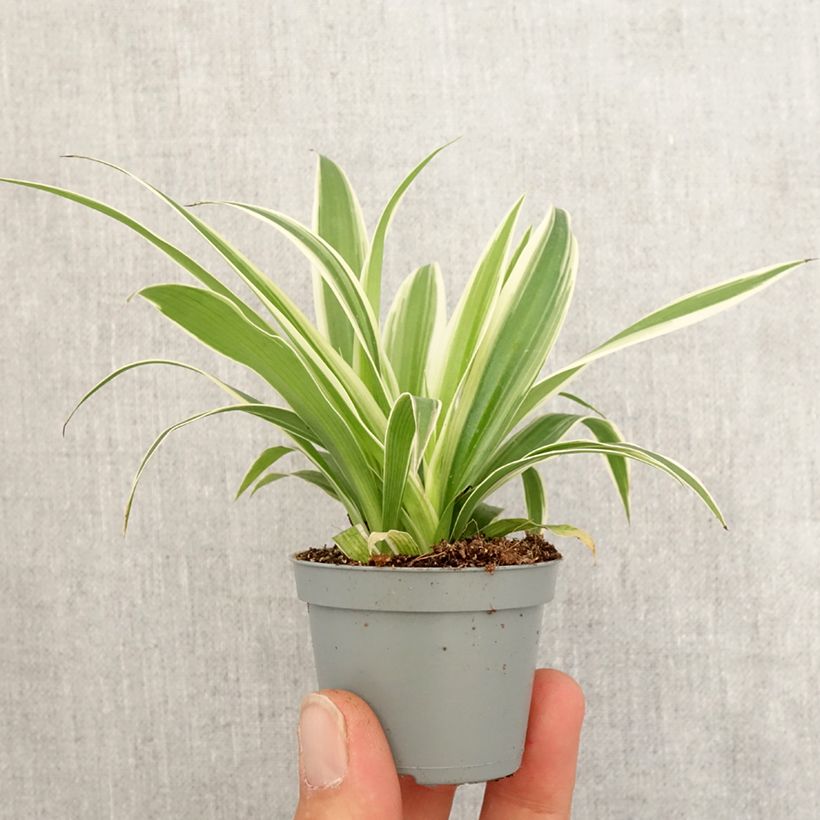 Chlorophytum Irish - Plante araignée  Motte 5 cm x 7 cm esemplare consegnato in primavera