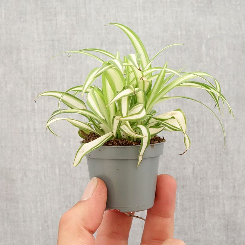 Chlorophytum Variegatum - Plante araignée panachée Motte 5 cm x 7 cm esemplare consegnato in primavera