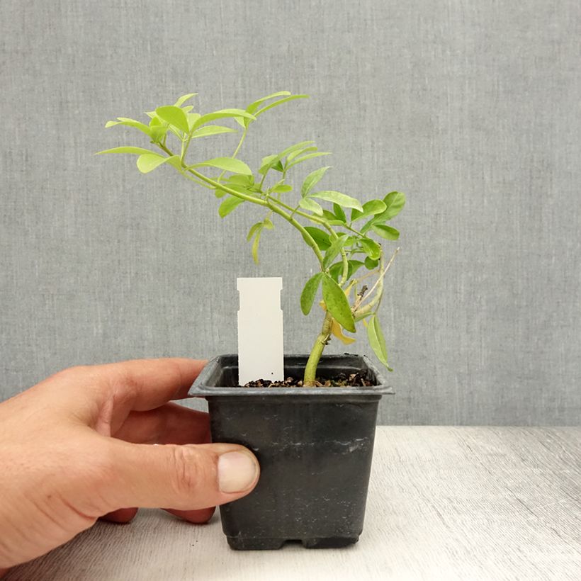 Esemplare di Choisya ternata Sundance - Arancio messicano Vasetto da 8/9 cm consegnato in estate