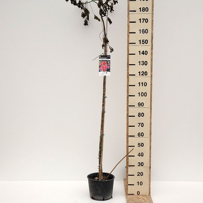 Ceiba speciosa Vaso da 7,5L/10L esemplare consegnato in inverno