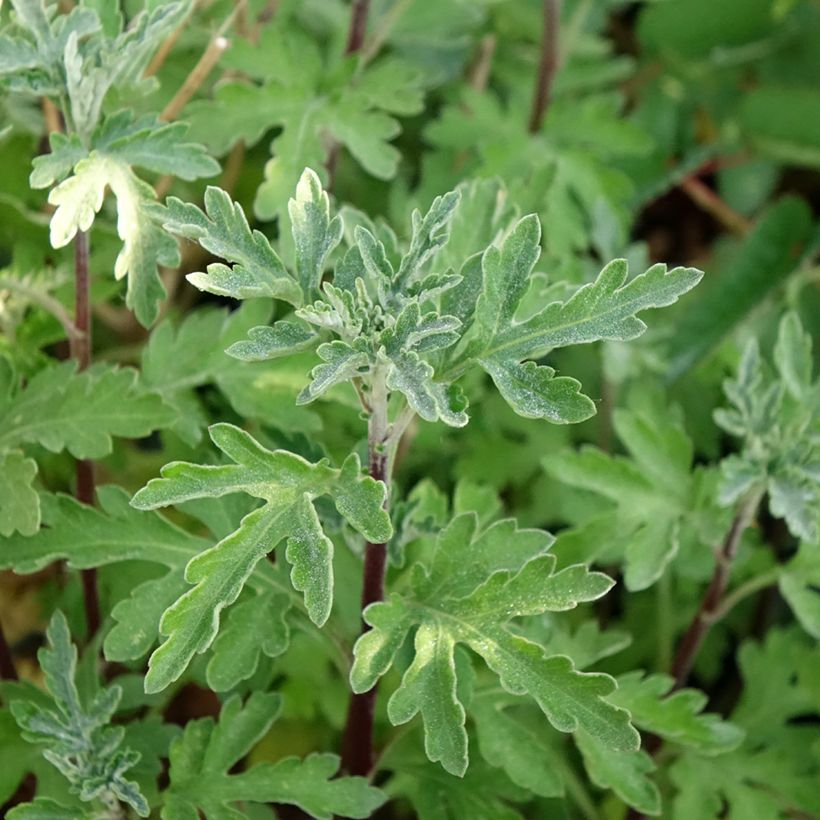 Chrysanthemum Bienchen - Crisantemo (Fogliame)