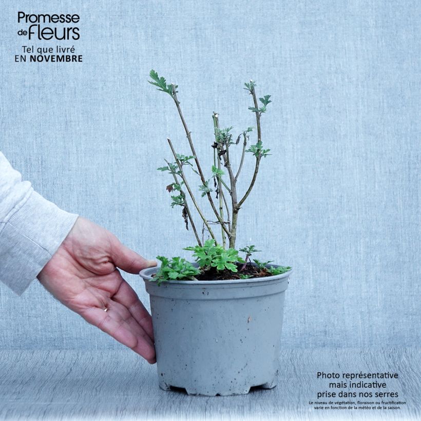 Esemplare di Chrysanthemum Bienchen - Crisantemo Vaso da 2L/3L come consegnato in autunno