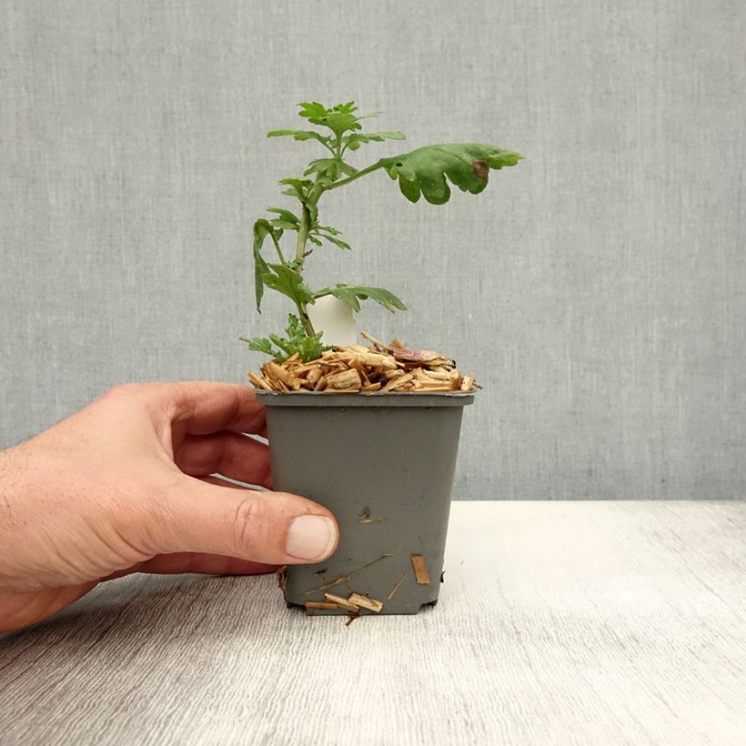 Esemplare di Chrysanthemum indicum Cedie Mason - Crisantemo Vasetto da 8/9 cm come consegnato in autunno