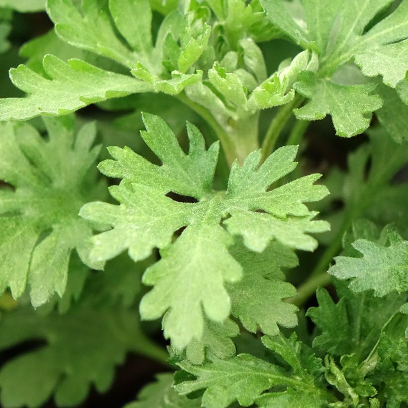 Chrysanthemum indicum Cedie Mason - Crisantemo (Fogliame)