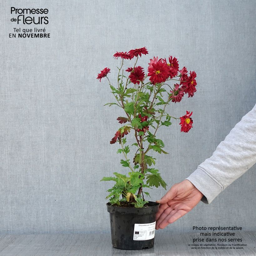 Esemplare di Chrysanthemum indicum Cedie Mason - Crisantemo Vaso da 2L/3L come consegnato in autunno