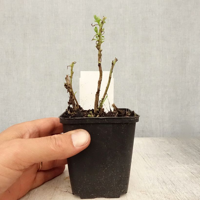 Esemplare di Chrysanthemum Citronella - Crisantemo Vasetto da 8/9 cm consegnato in estate