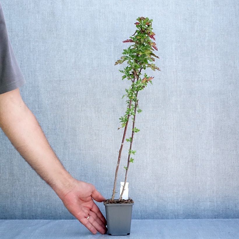 Esemplare di Chrysanthemum indicum Herbstbrokat - Crisantemo Vasetto da 8/9 cm consegnato in estate