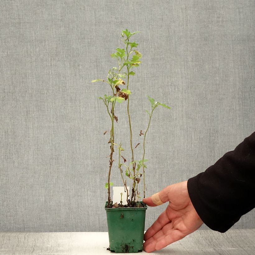 Esemplare di Chrysanthemum indicum Julia - Crisantemo Vasetto da 8/9 cm consegnato in estate