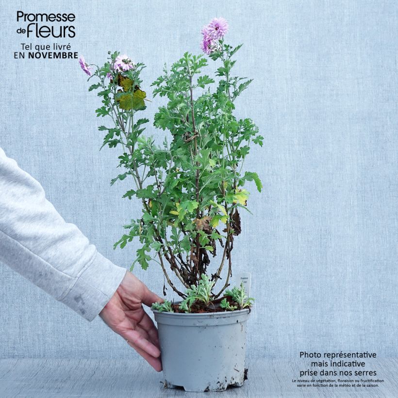 Esemplare di Chrysanthemum Mei Kyo - Crisantemo Vaso da 2L/3L come consegnato in autunno