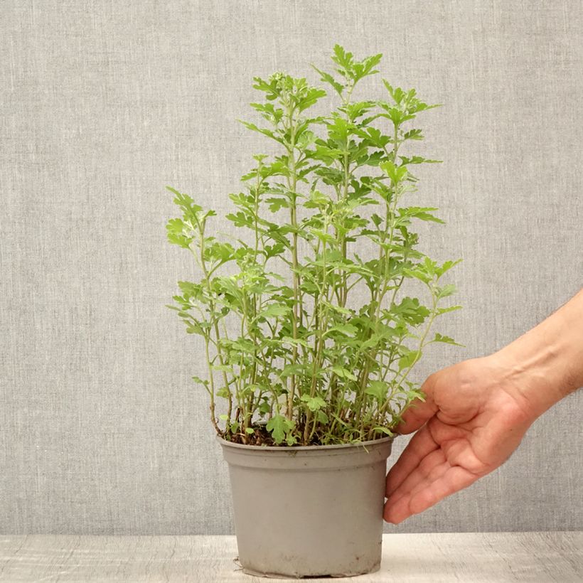 Esemplare di Chrysanthemum Nantyderry Sunshine - Crisantemo Vaso da 2L/3L consegnato in estate