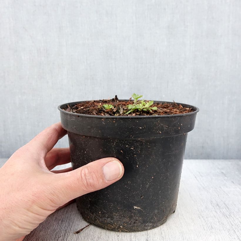 Chrysanthemum Nebelrose - Crisantemo Vaso da 2L/3L esemplare consegnato in primavera