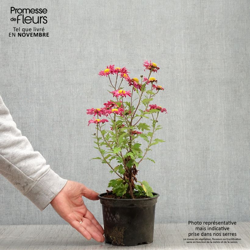 Esemplare di Chrysanthemum Oury - Crisantemo Vaso da 2L/3L come consegnato in autunno