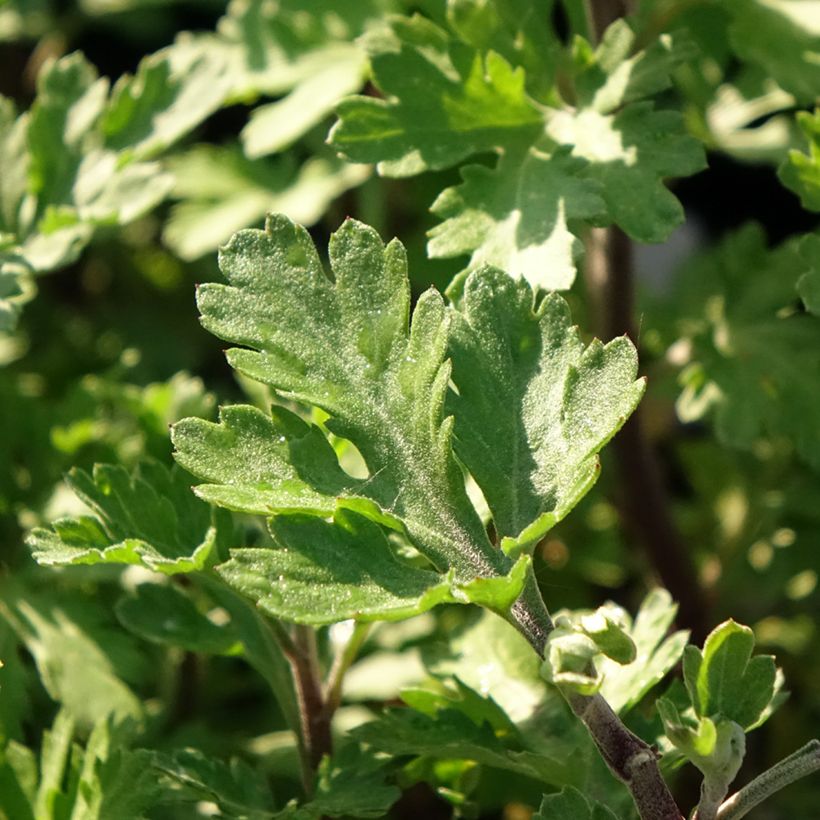 Chrysanthemum Rehauge - Crisantemo (Fogliame)