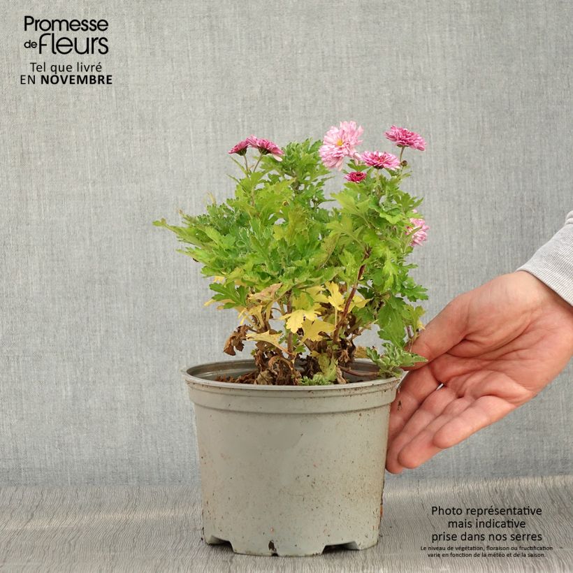 Esemplare di Chrysanthemum Rehauge - Crisantemo Vaso da 2L/3L come consegnato in autunno